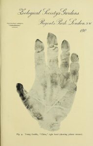 Fingerprint Faulds
